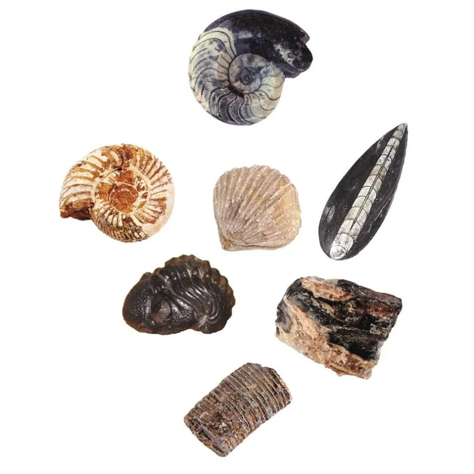 kit__dterrer_mes_premiers_3.webp Moses Astronomie, Géographie Et Biologie>Kit à Déterrer Mes Premiers Fossiles en Bois Enfant