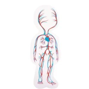 Beleduc Puzzles | Astronomie, Géographie Et Biologie>Puzzle 29 PCS Bois À la Découverte du Corps Humain