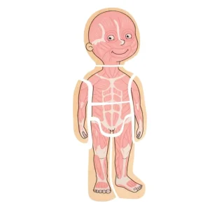 Beleduc Puzzles | Astronomie, Géographie Et Biologie>Puzzle 29 PCS Bois À la Découverte du Corps Humain