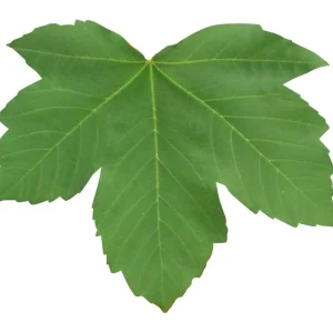 Haba Jeux De Construction Mécanique>Terra Kids Dragon Kit de Construction pour Enfant